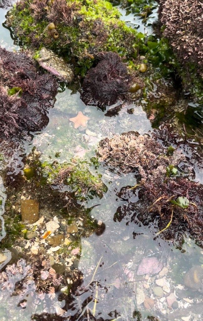 Tide pool with purple sea urchins, green algae, and small starfish on wet rocks.