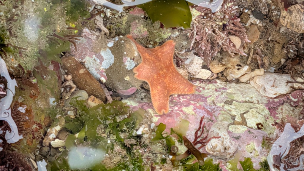 An orange bat star with five short arms rests in a shallow tide pool, surrounded by green and red seaweed, rocks, and bits of shells.
