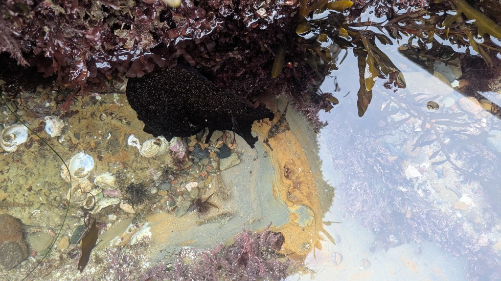 A tide pool with rocks, seaweed, and small sea creatures like barnacles and snails.