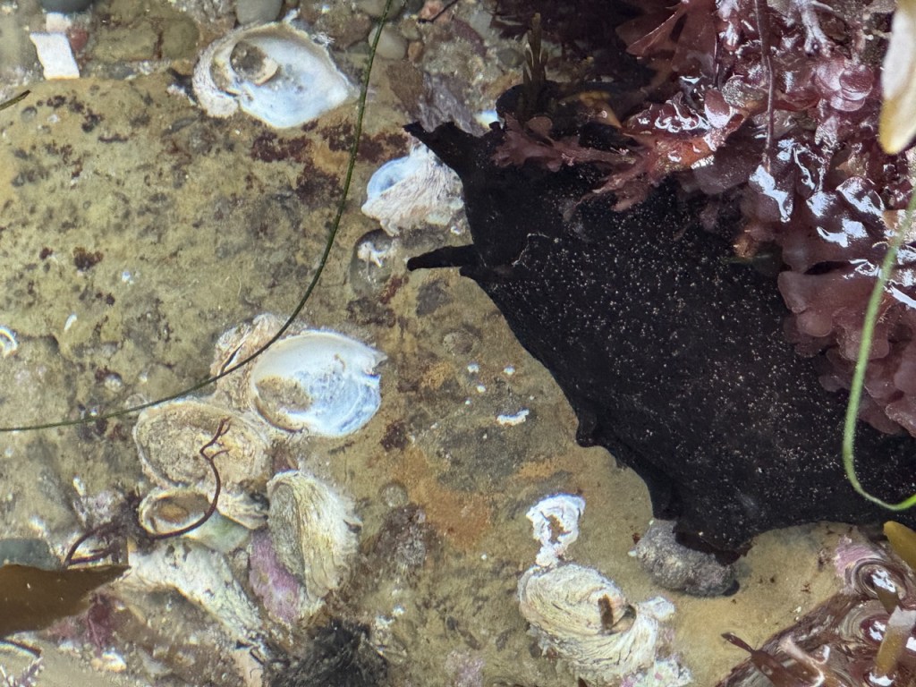 A large, dark sea slug rests on a rocky tide pool floor, surrounded by seashells, seaweed, and patches of pink and purple algae.