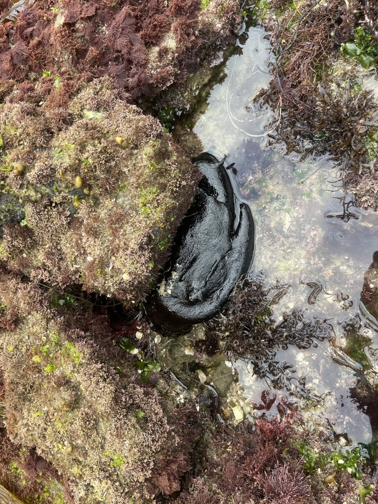 A black sea slug clings to a rocky tide pool surrounded by brown and green seaweed.