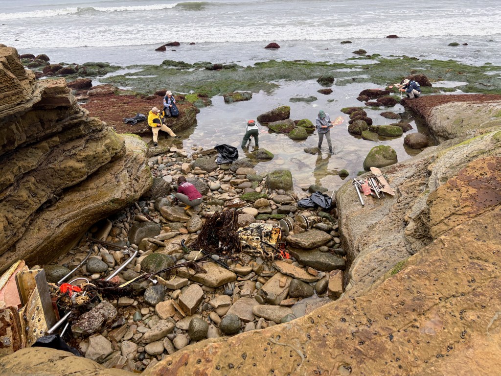 People collecting seaweed on a rocky beach with tide pools and waves in the background.