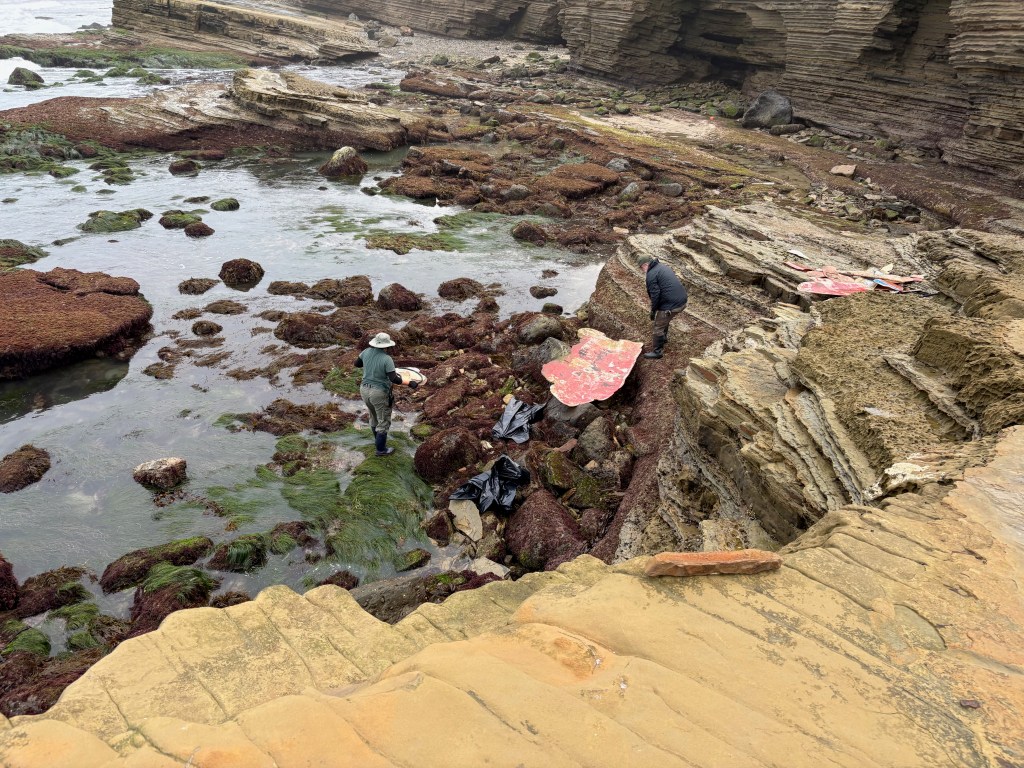 Two people collecting red seaweed on a rocky, tide pool-filled coastline under a cloudy sky.