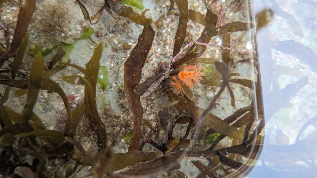 A small orange sea anemone with spiky tentacles clings to seaweed in a shallow tide pool, surrounded by brown and green algae on a rocky surface.