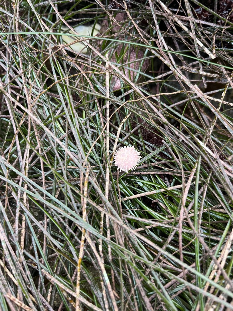 A white fluffy flower in a field of green and brown grass.