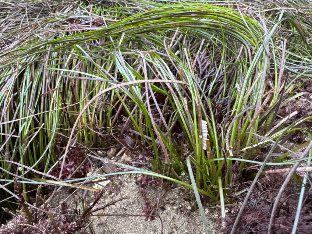 Green seagrass and reddish seaweed on sandy ground with a small vertical cluster of cone snail egg capsules attached to a seagrass blade.