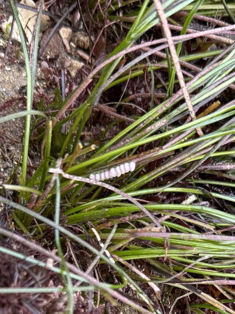 A cluster of small, pale oval eggs is attached to green, grass-like sea plants on a sandy and rocky surface.