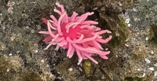 A bright pink sea anemone with numerous slender tentacles on a rocky surface.