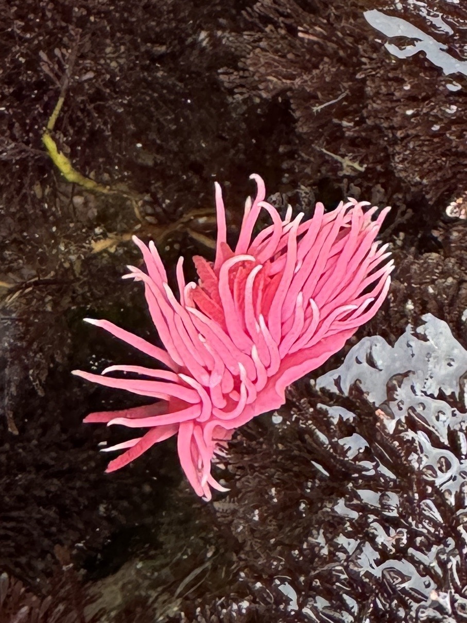 A bright pink sea slug with long, flowing tentacles rests on a dark, wet rock in a tide pool.