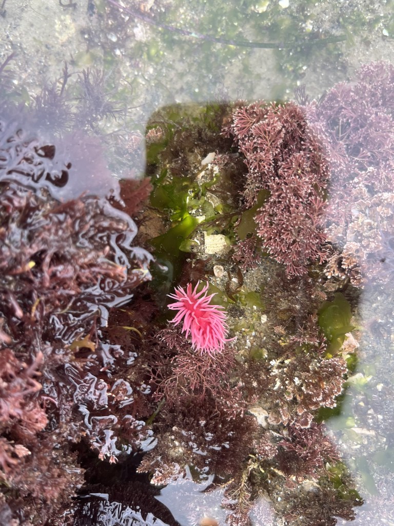 A pink sea anemone surrounded by brown seaweed in shallow water.
