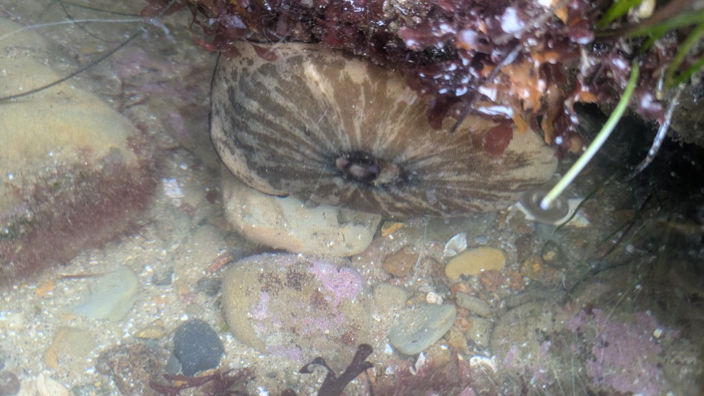 A brown and white seashell with dark stripes on a sandy and rocky surface, surrounded by seaweed and small pebbles.