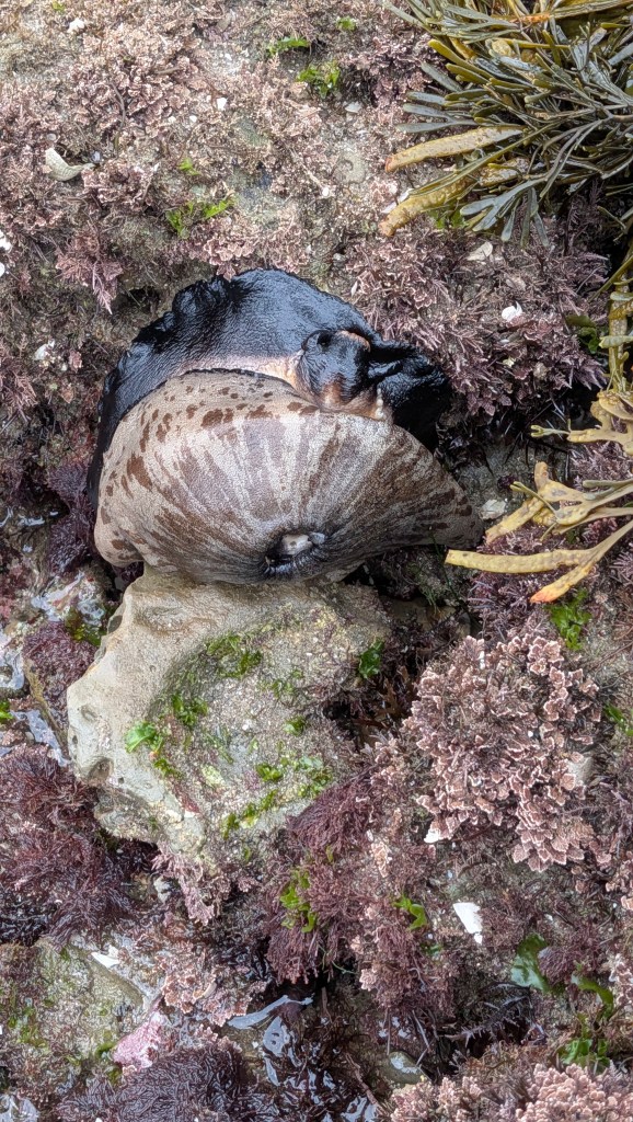 A large, dark keyhole limpet clings to a rock in a tide pool, surrounded by pink and green seaweed and patches of wet, mossy textures.