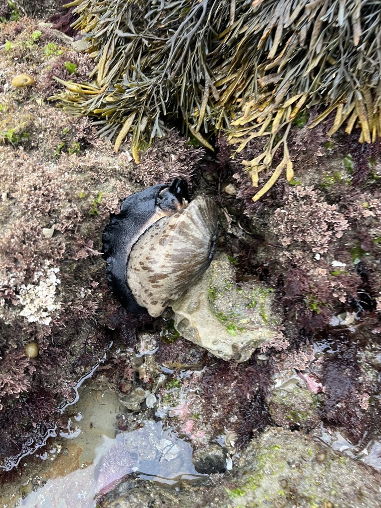 A black and white sea snail clings to a rocky tide pool surrounded by seaweed and colorful marine plants.