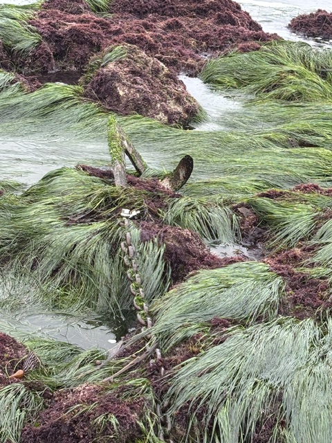 An anchor tangled in green and red seaweed on a rocky shoreline.