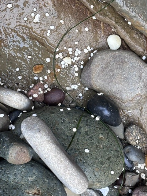 Wet rocks with white specks, some smooth and rounded, scattered on a sandy surface.
