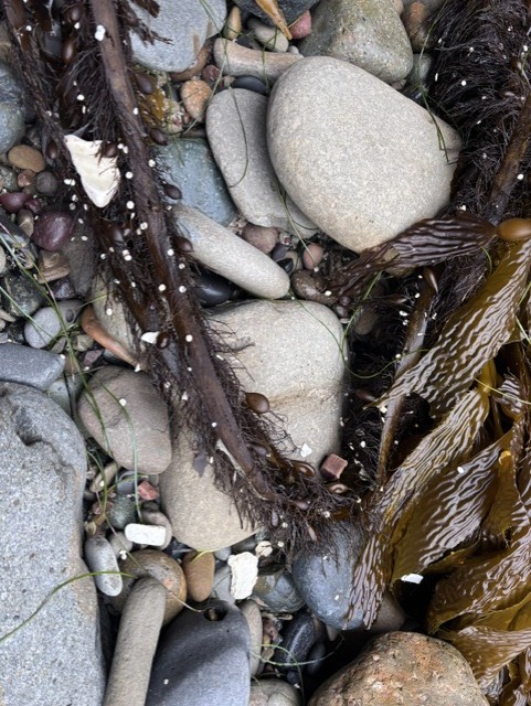 Smooth stones, dark seaweed, and small pebbles scattered on a beach, with some white specks and green strands.
