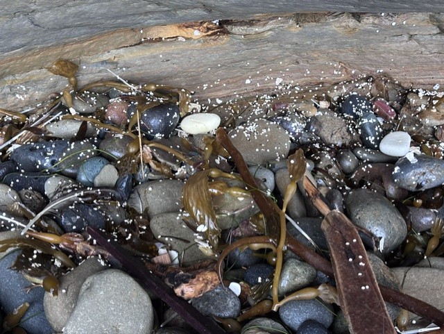 Pebbles, seaweed, and small white specks on a sandy beach under a wooden log.