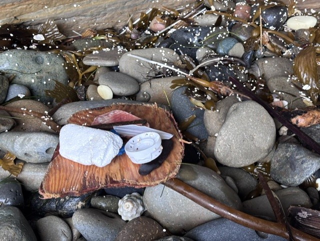 A coconut shell holds white seashells on a rocky beach with seaweed and scattered sand.