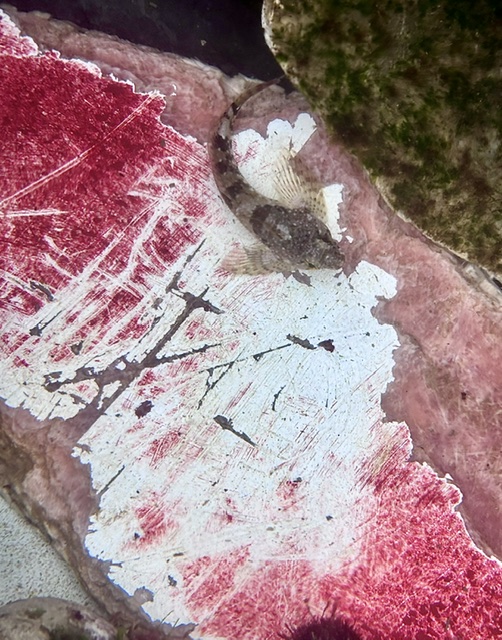 A small fish rests on a red and white coral, surrounded by green algae. The coral has a textured, flaky appearance.
