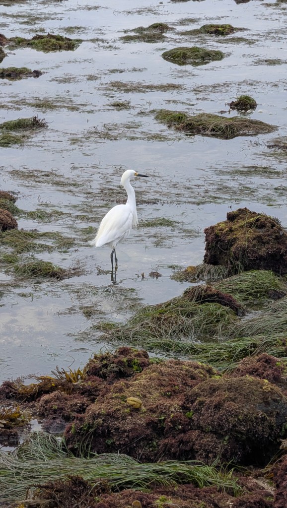 A white snowy egret stands in shallow water surrounded by seaweed-covered rocks and patches of green algae. The scene is calm and coastal.