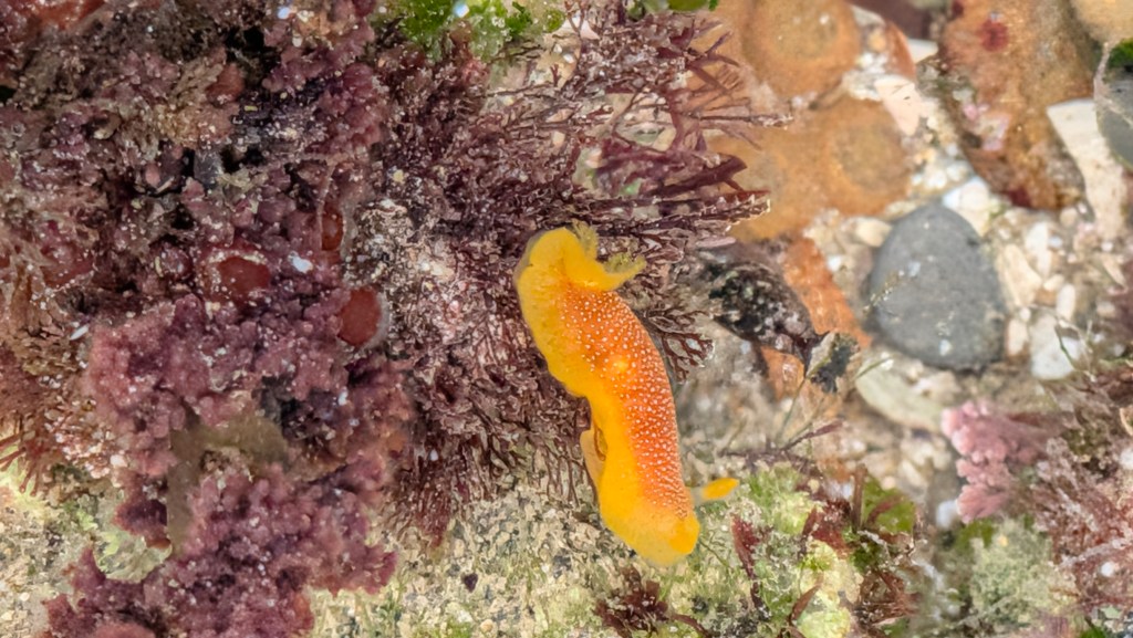 A small bright orange sea slug with white speckles clings to purple and green algae-covered rocks in shallow water.