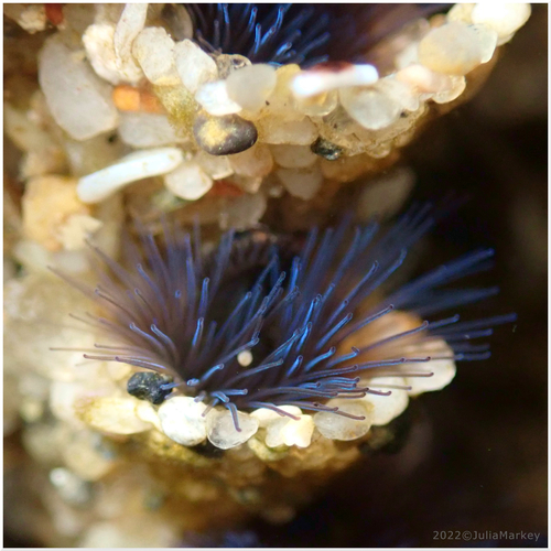 Close-up of a sandcastle worm with tiny grains of sand forming its tube, and clusters of delicate, dark blue bristle-like tentacles extending outward.