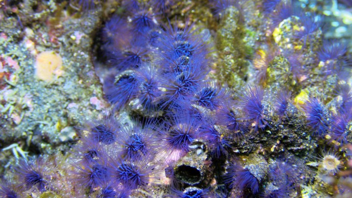 A cluster of tiny, bright purple, feathery marine worms clings to a rocky underwater surface, creating a soft, fuzzy texture against the rough, multicolored reef.