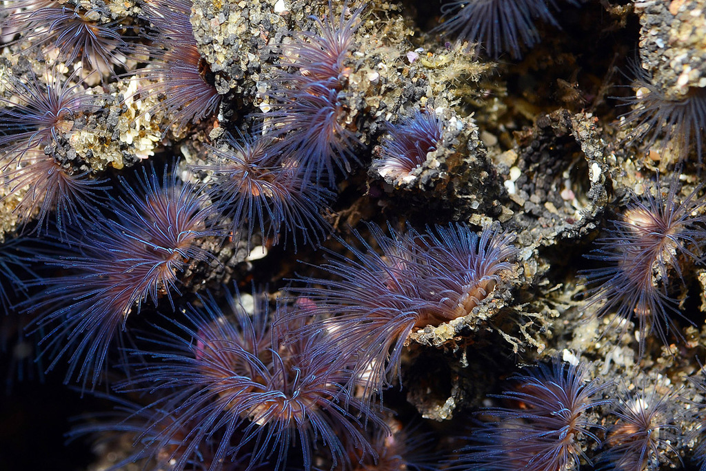 A cluster of small marine worms with feathery, purple-blue tentacles protruding from sandy, tube-like structures on a dark, rocky surface.
