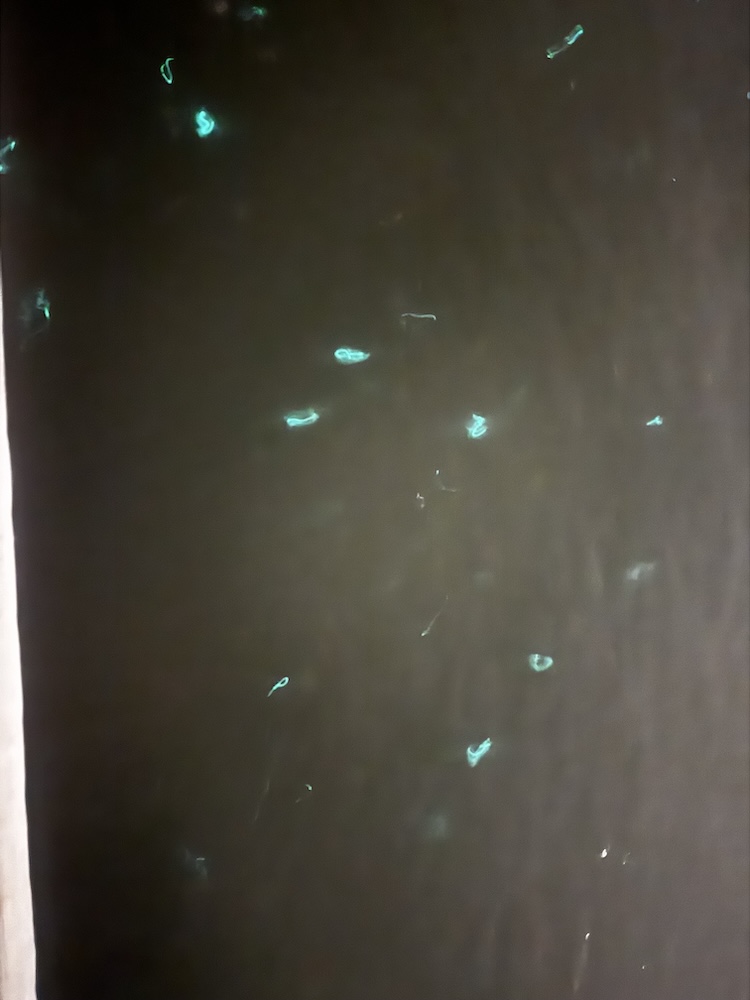 The image shows a dark background with scattered small, glowing turquoise specks and squiggles, resembling tiny floating lights or bioluminescent particles in water.