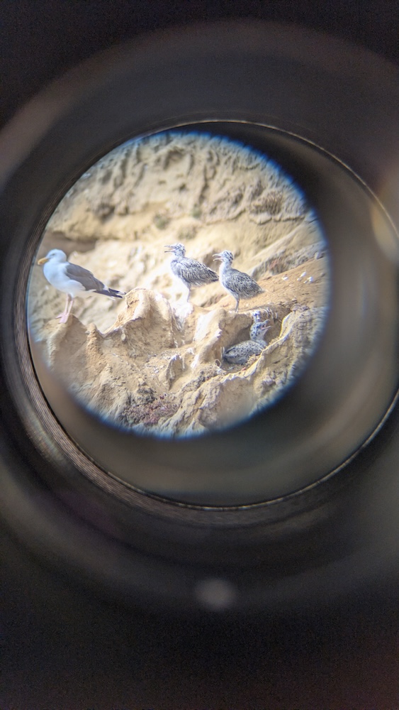Three seagulls stand on a rocky, sandy cliff. One adult gull is on the left, and two fluffy gray chicks are perched nearby, with a blurred circular frame around the scene.