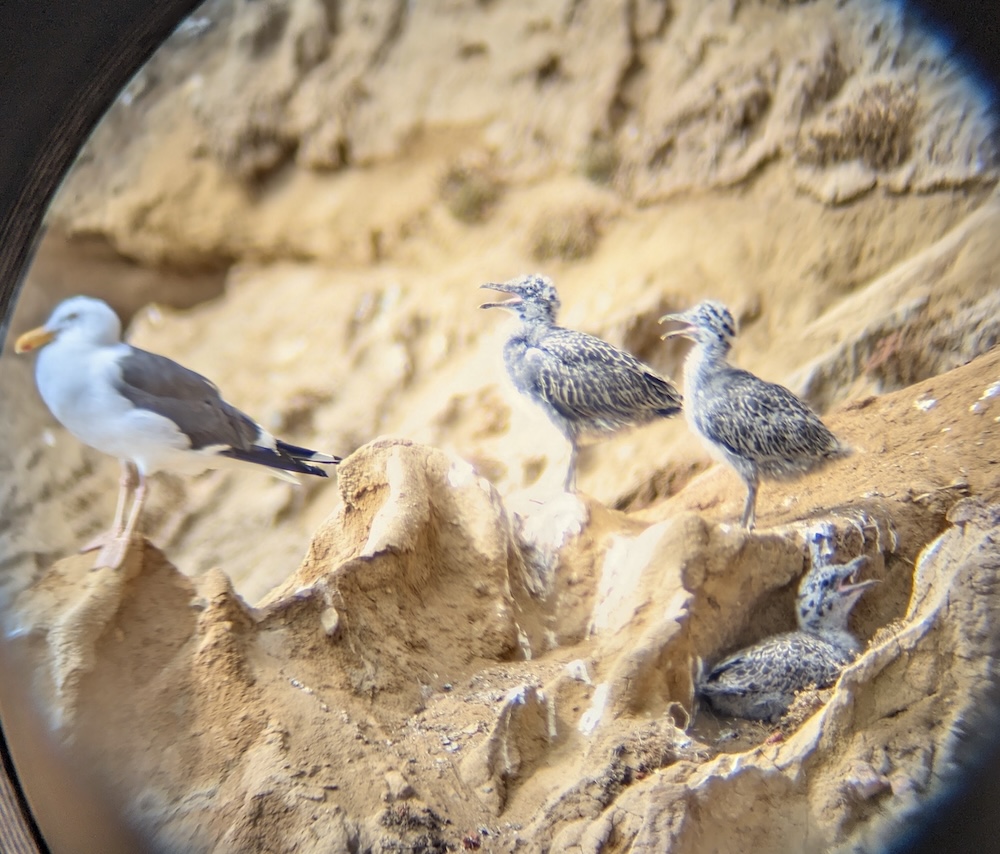 A seagull stands on a rocky cliff beside four fluffy, speckled chicks, two perched above and two nestled below, all against a sandy, textured background