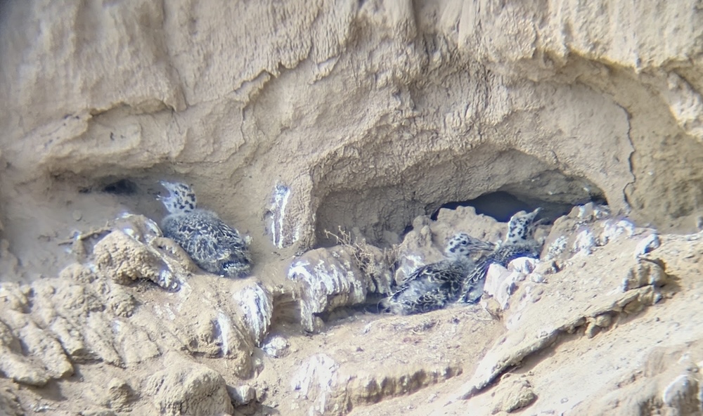 Several speckled bird chicks are nestled in a sandy cliffside burrow, camouflaged among the rocks and dirt.