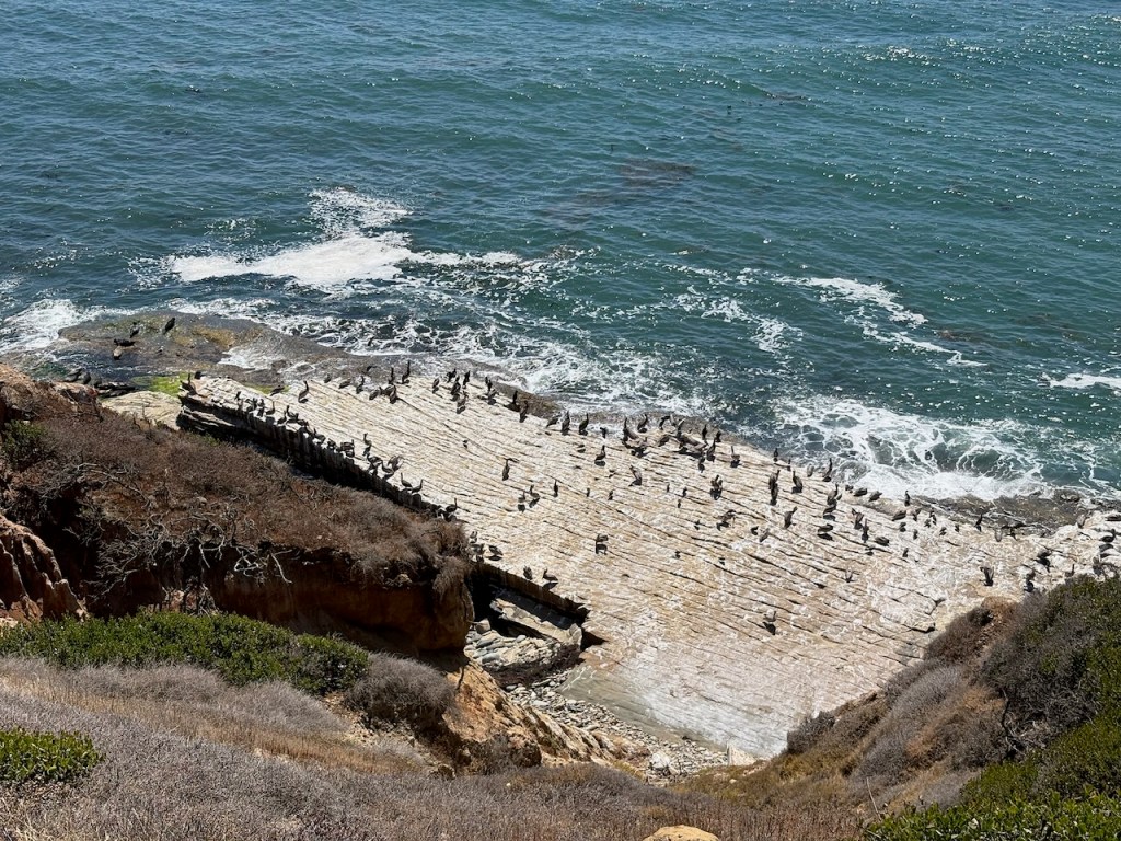 A rocky coastline with ocean waves splashing against a flat, light-colored rock ledge covered with many seabirds, surrounded by dry shrubs and cliffs.