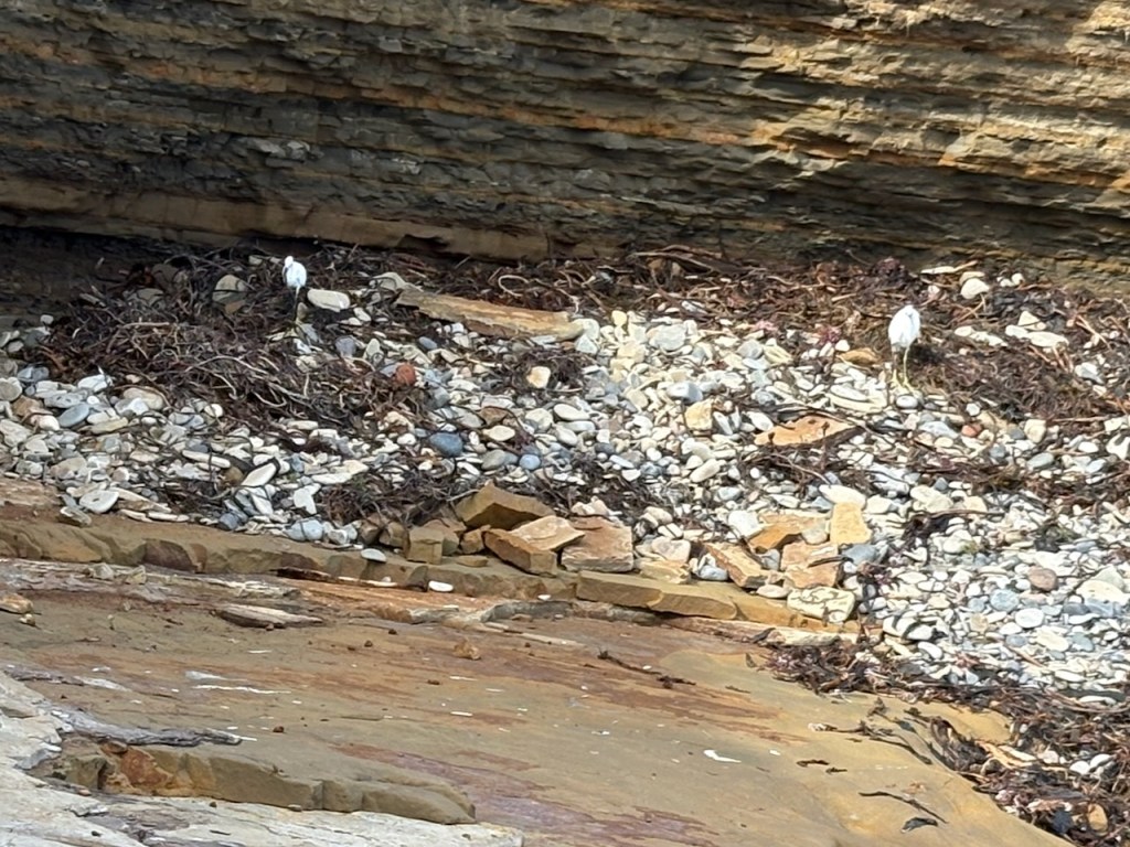A rocky shoreline with scattered pebbles and seaweed, bordered by layered cliffs. Two white birds stand among the rocks near the cliff wall.