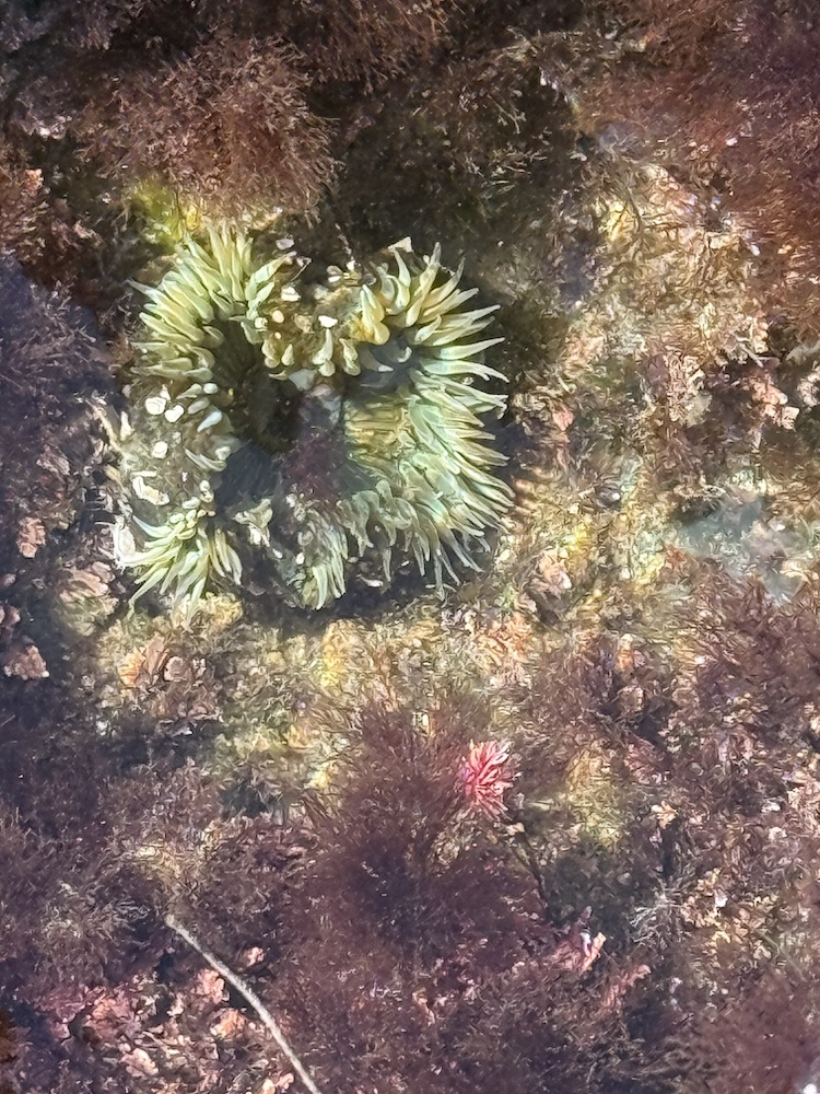 A green sea anemone with long, wavy tentacles sits in a tide pool surrounded by brown and reddish seaweed on a rocky surface.