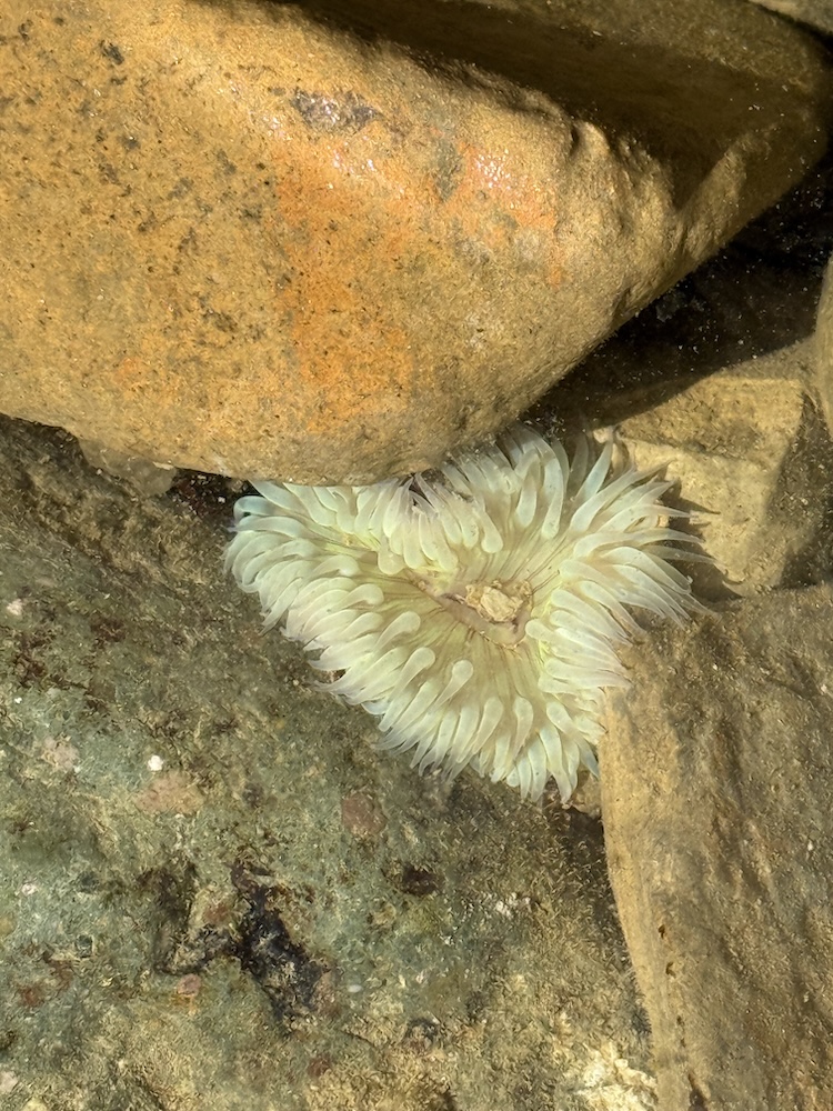 A pale sea anemone with translucent tentacles is nestled between wet, mossy rocks in a shallow tide pool.