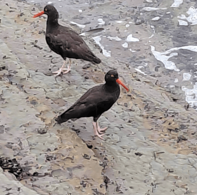 wo black shorebirds with bright orange beaks and pale legs stand on wet, rocky coastal terrain near foamy water.