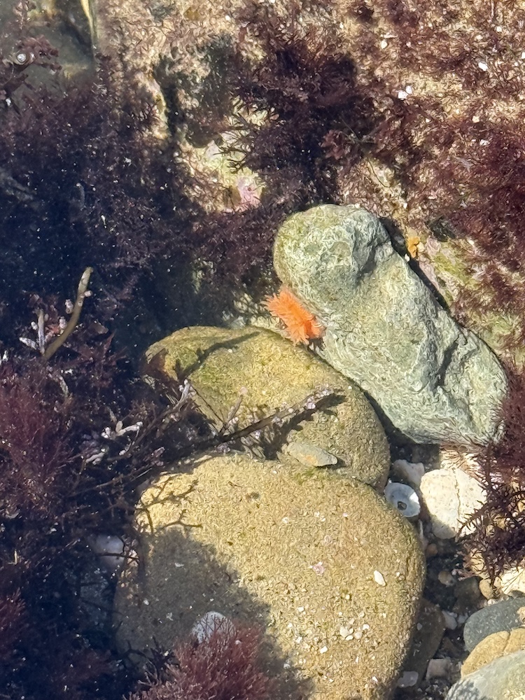 Underwater rocks and seaweed with a small, bright orange sea anemone attached to a rock, surrounded by dark purple algae in a clear tide pool.