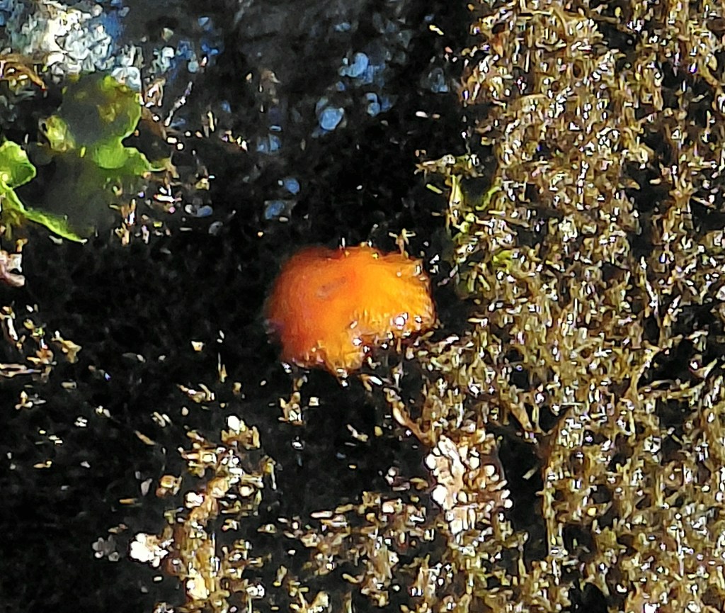 A small, bright orange mushroom grows on dark, damp soil surrounded by green moss and tiny plants.