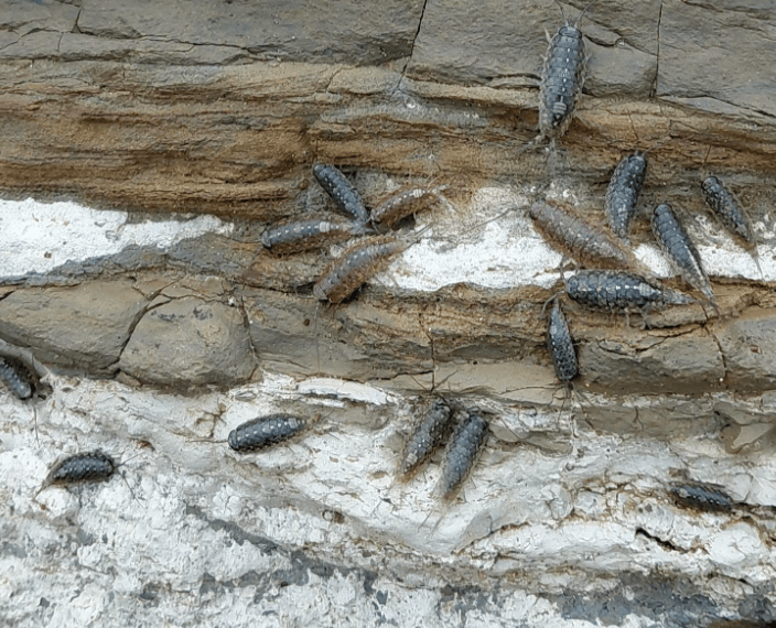 Several small, dark, segmented insects cling to layered, rocky surfaces with white streaks, appearing in clusters across the rough textured stone.