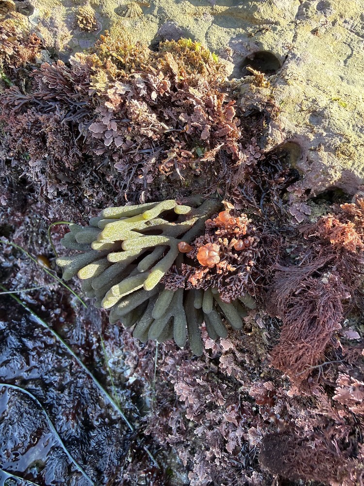 A cluster of seaweed and marine algae clings to a rocky surface, with green finger-like fronds and patches of red and brown coral-like textures, wet from the tide.