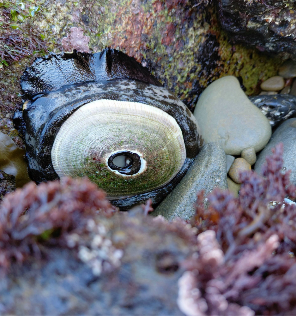 A close-up of a keyhole limpet in a tide pool, with its circular, ridged center surrounded by dark, wet edges, nestled among rocks, pebbles, and purplish seaweed.