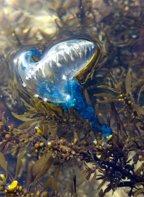 A translucent, blue-tinted Portuguese man o’ war floats on water, its balloon-like body above seaweed and small golden-brown algae beneath the surface.