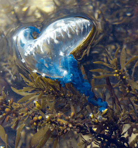 A translucent, blue-tinted Portuguese man o’ war floats on water, its balloon-like body above seaweed and small golden-brown algae beneath the surface.