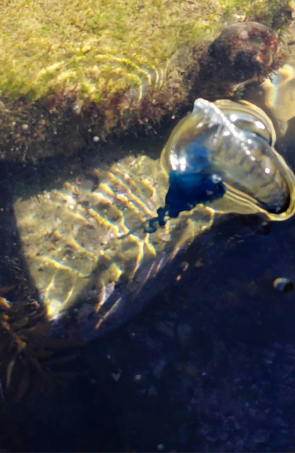 A translucent blue Portuguese man o’ war floats in shallow water near a mossy rock, with sunlight creating rippling patterns on the sandy bottom.