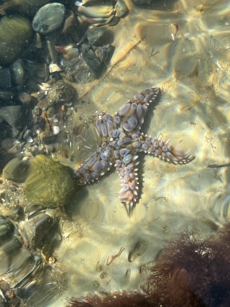 A starfish with bumpy, colorful arms rests underwater on a rocky seabed, surrounded by smooth stones, seaweed, and sunlight creating ripples on the sand.