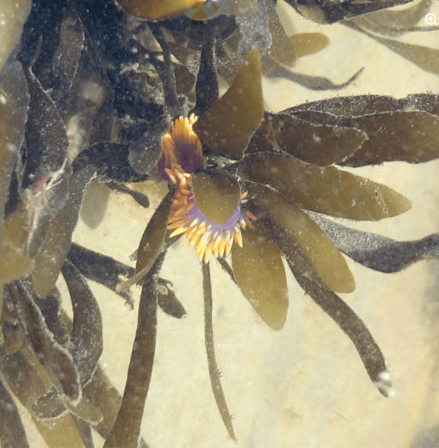 Underwater seaweed with dark green leaves surrounds a small, vibrant sea anemone with purple and yellow-tipped tentacles.